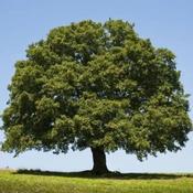 Quercus Robur (English Oak) - B/R (60-90 cm) image