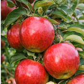 Native Apple Tree Uncle John's Cooker B/R (100-120 cm)