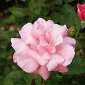 Rosa Queen Elizabeth