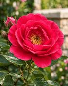 Rose - Fairy Queen (Standard)