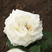 Rosa William And Catherine image