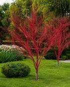 Acer Conspicuum Red Flamingo (90-100 cm)