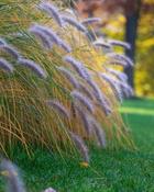 Pennisetum Alopecuroides Hameln