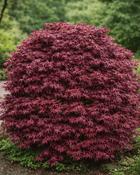 Acer Palmatum Shaina image