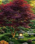 Acer Palmatum Skeeter Broom image
