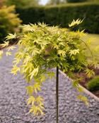 Acer Palmatum Cascade Citrine