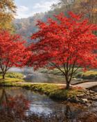 Acer Palmatum Beni-Maiko