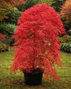 Acer Palmatum Orangeola image