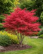 Acer Palmatum Skeeter's Broom image