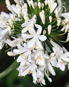 Agapanthus Alba (20-25 cm) image