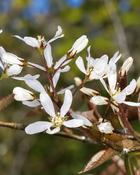 Amelanchier Lamarckii (90–120 cm) image