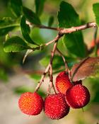 Arbutus Unedo