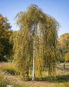 Betula Pendula Youngii