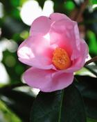 Camellia Japonica Fircone