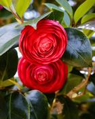 Camellia Japonica Roger Hall