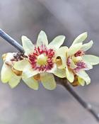 Chimonanthus Praecox