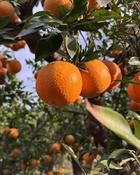 Citrus Deliciosa (Nobilis) (Reticulata)