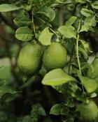 Citrus Lime image