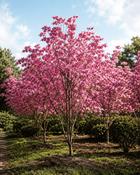 Cornus Florida Rubra image