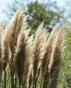 Cortaderia Selloana Pumila (70-75cm) image