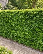 Fagus Sylvatica (100 Plants) - B/R (30-40 cm)