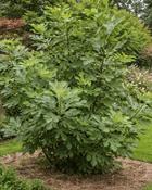 Ficus Carica
