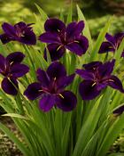 Iris (L) Black Gamecock