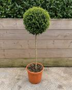 Ligustrum Jonandrum (35-40 cm) image