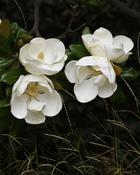 Magnolia Grand. Gallisoniensis