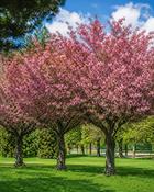 Prunus Kanzan Offer x3 image