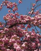 Prunus Kanzan Offer x 3 image