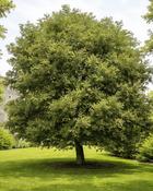 Quercus Ilex image