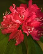Rhododendron Scyphocalyx image