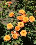 Rosa Lampion