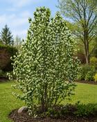 Amelanchier Alnifolia Obelisk (100-110 cm) image