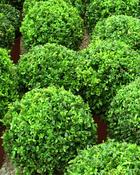 Buxus Ball - Pack of 10 (30-35 cm) image