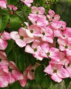 Cornus Kousa Satomi (90-100 cm)