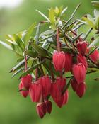 Crinodendron Hookerianum (30-40 cm) image
