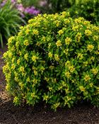 Daphne Gemmata (40-50 cm) image