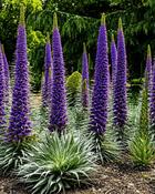 Echium Pininana (20-25 cm)