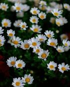 Erigeron Karv. Profusion (10-15 cm)
