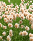 Eriophorum Russeolum (8-12 cm)