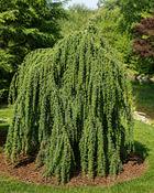 Fitzroya Cupressoides (120-130 cm) image