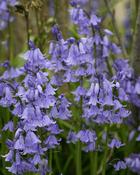 Hyacinthoides Non-Scripta Blue x10 (15-20 cm)