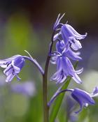 Hyacinthoides Non-Scripta (15-20 cm) x5