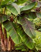 Musa Sikkimensis Ever Red (30-35 cm)