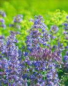 Nepeta Walkers Low (15-20 cm)