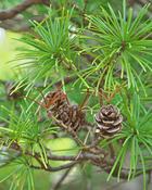 Sciadopitys Verticillata (35-40 cm) image
