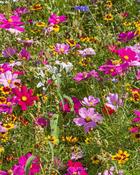 Wild Flowers Ultimate Mix - 2 Pack (400 g)