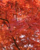 Acer Palmatum Japanese Maple (80-90 cm) image
